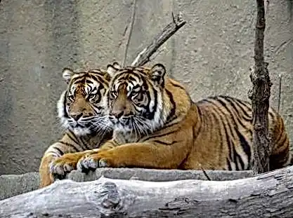 JvSpin вход 51e35d